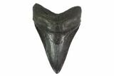 Fossil Megalodon Tooth - Lower Tooth #135451-1